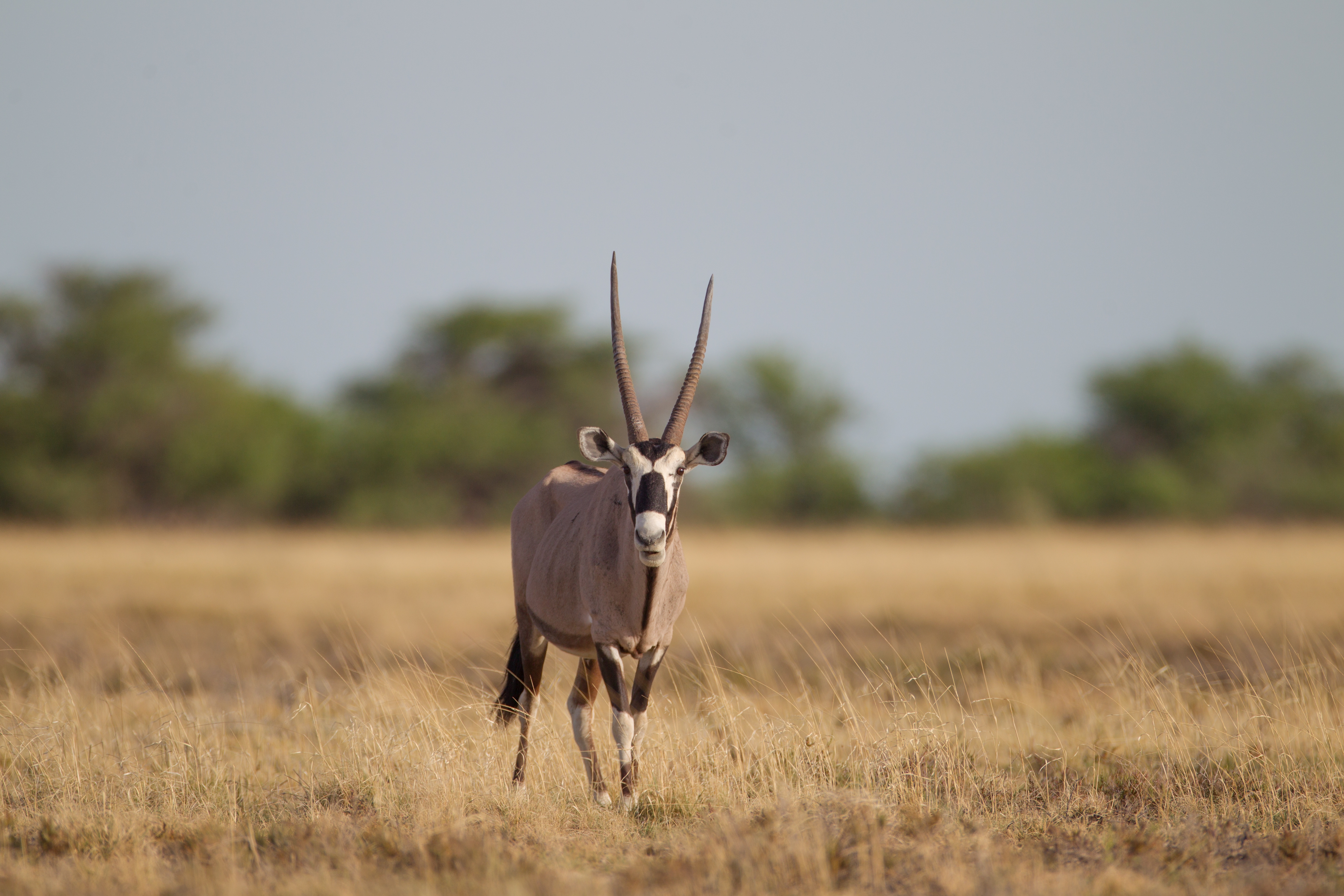 Etosha National Park
