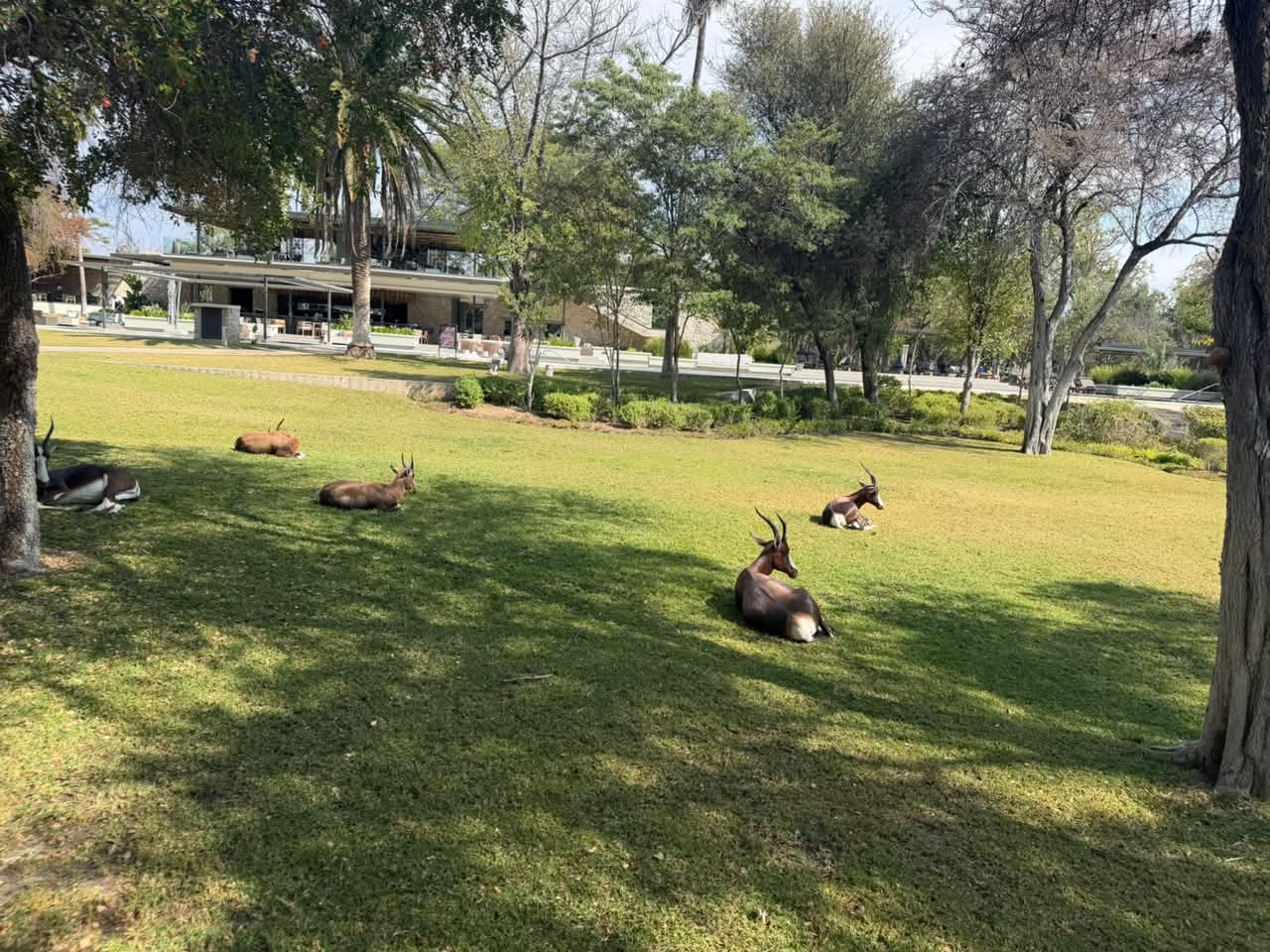 Blesbok on the Lawn