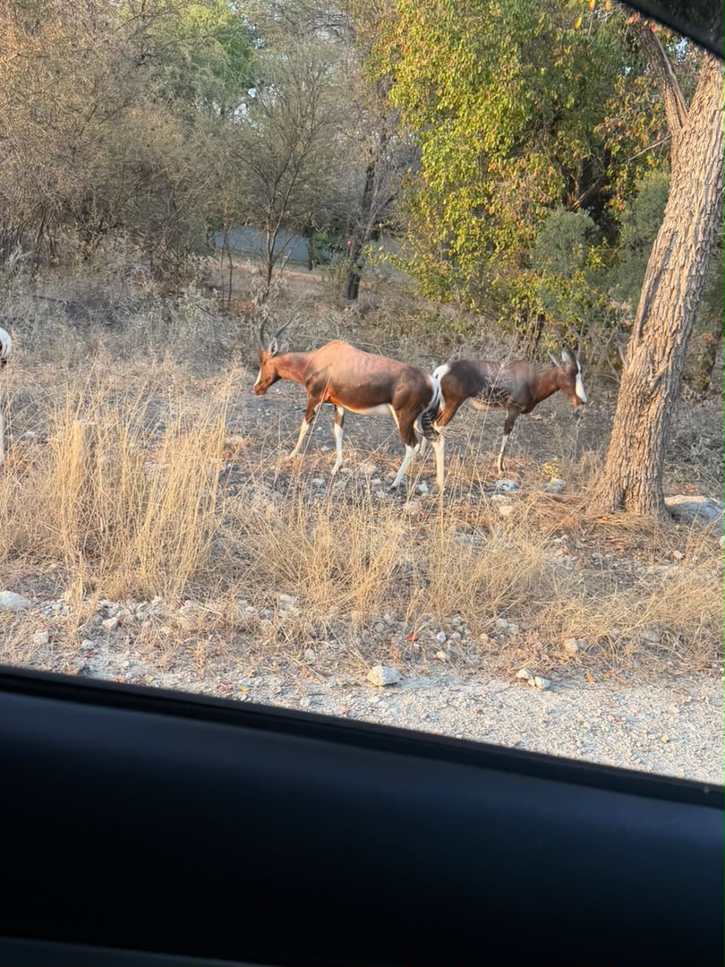 Wildlife Safari Drive