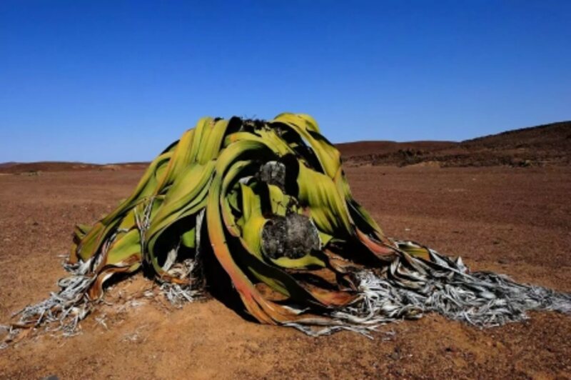 Welwitschia Plains